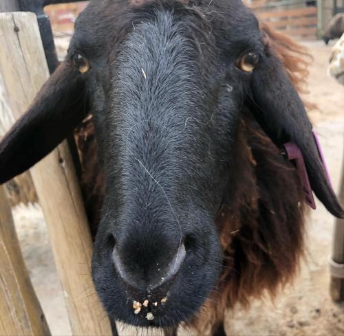 Close-up of a sheep's face with dark wool and a curious expression, standing near a wooden fence.