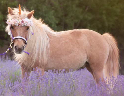 A pony with a floral crown stands in a field of lavender, exuding a whimsical, magical vibe.