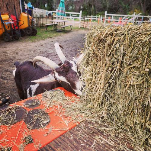 A goat with curved horns is eating hay from a large stack on a wooden surface in a farm setting.