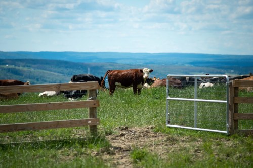 A herd of cows grazing on a grassy hillside with a wooden gate in the foreground and rolling hills in the background.