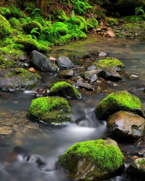 A serene stream flows over moss-covered rocks, surrounded by lush greenery and ferns in a tranquil forest setting.