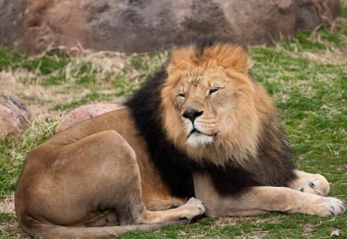 A majestic lion resting on the grass, with a thick mane and a calm expression, surrounded by rocky terrain.