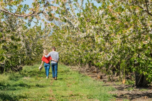 A couple walks hand in hand through a blooming orchard, surrounded by lush greenery and flowers.