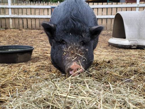 A black pig foraging in straw, with a water bowl and a doghouse in the background.