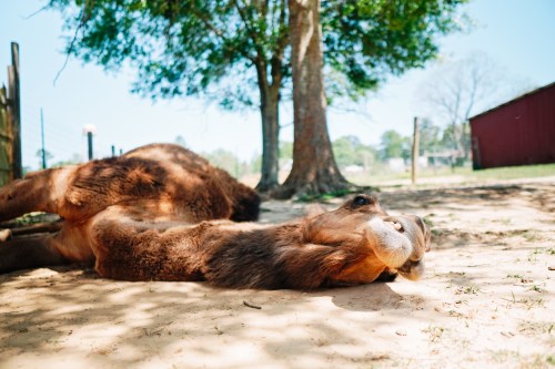 A brown camel lies on its side in a sunny, shaded area near trees and a barn.