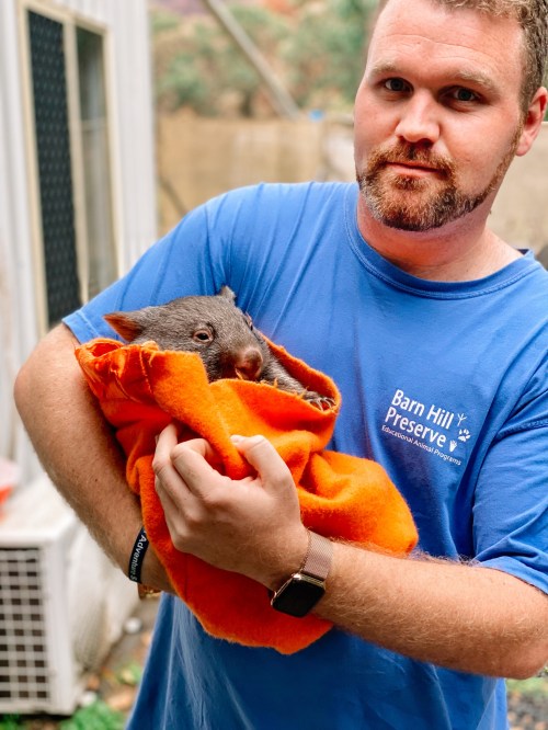 A man in a blue shirt holds a wombat wrapped in an orange blanket, standing in a cozy outdoor setting.
