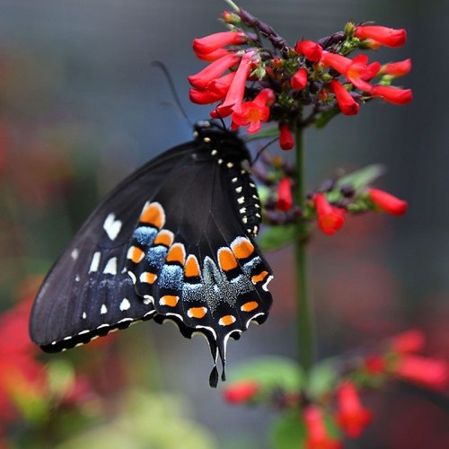 A black butterfly with orange and blue markings perched on vibrant red flowers in a garden.
