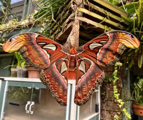 A large, colorful butterfly with striking red and orange wings hanging from a plant in a greenhouse.