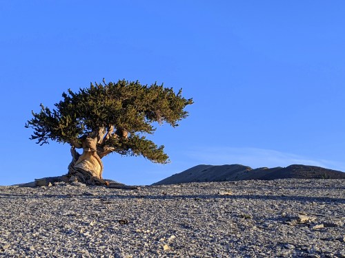 A solitary tree with a twisted trunk stands on a rocky landscape under a clear blue sky.