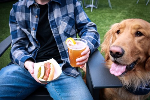 A person in a plaid shirt holds a hot dog and drink, while a golden retriever sits beside them, looking at the food.