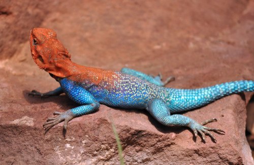 A colorful lizard with a bright orange head and blue body resting on a rock.