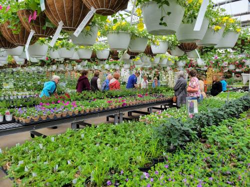 A vibrant greenhouse filled with colorful plants and flowers, with people browsing among the displays.