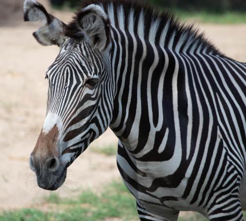 A close-up of a zebra with distinctive black and white stripes, standing in a natural setting.