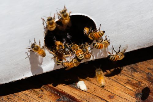 A swarm of bees entering and exiting a small hole in a white hive box on a wooden surface.