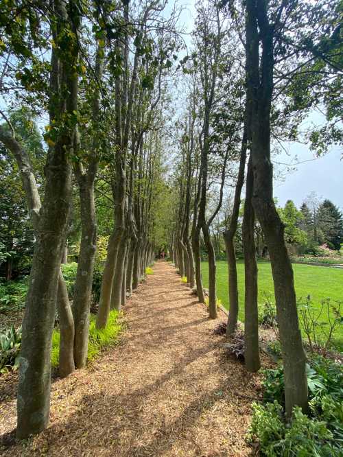 A serene pathway lined with tall trees, leading through a lush garden under a clear sky.