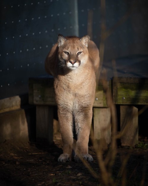 A close-up of a mountain lion standing on a wooden platform, with a focused expression in soft, natural lighting.