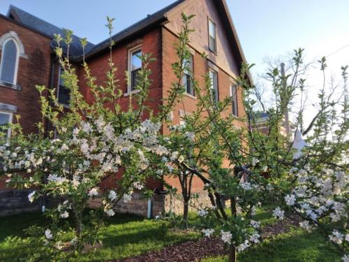 Blossoming apple trees in front of a red brick building under a clear sky.