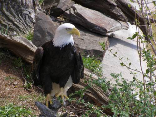 A bald eagle perched on a rock, surrounded by greenery and natural elements.