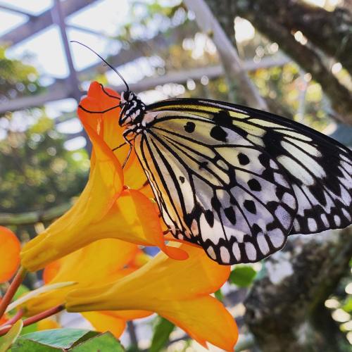 A black and white butterfly perched on vibrant orange flowers in a lush garden setting.