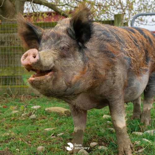 A happy pig stands in a grassy area, with a wooden fence and trees in the background.