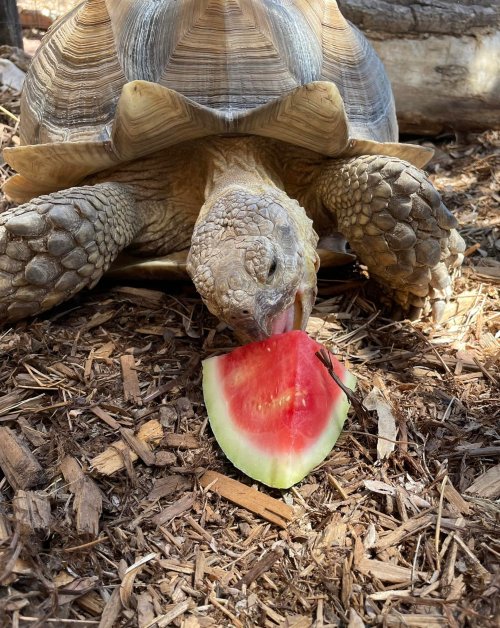 A tortoise eating a slice of watermelon on a bed of wood chips.