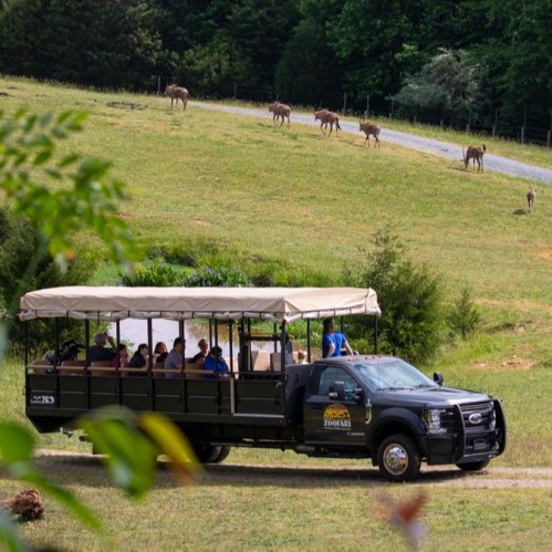A safari vehicle with passengers parked on a grassy hill, with deer grazing in the background.