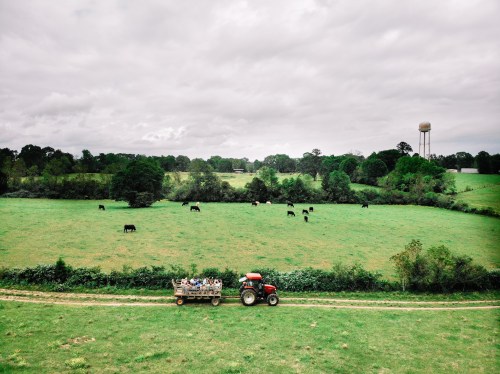 A tractor on a dirt path near a green field with cows grazing under a cloudy sky. A water tower is in the background.