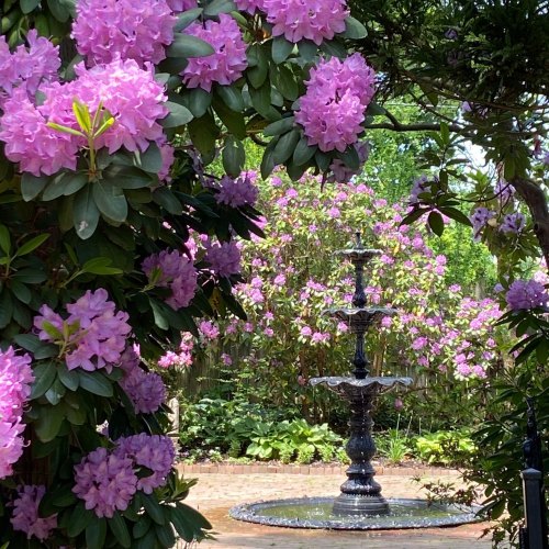 A lush garden scene featuring vibrant pink flowers surrounding a classic black fountain.