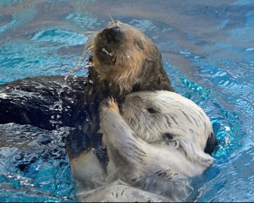 Two playful otters swim together in clear blue water, splashing and interacting joyfully.