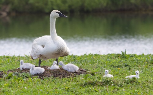 A swan stands protectively over its fluffy cygnets on a grassy bank by a calm water body.