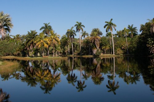A serene pond surrounded by lush palm trees, reflecting the clear blue sky and vibrant greenery.