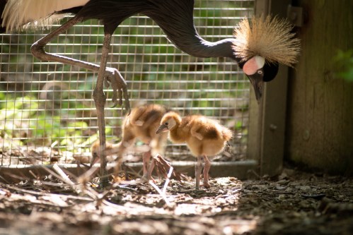 A crowned crane stands beside two fluffy chicks in a shaded area with a wire fence in the background.
