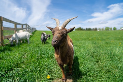 A brown goat with horns stands in a grassy field under a blue sky, with other goats grazing in the background.