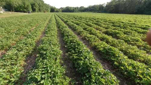 A wide view of a lush green strawberry field with rows of plants under a clear blue sky.