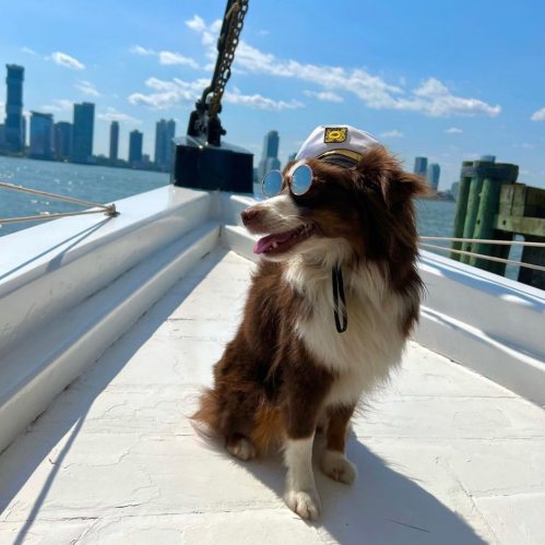 A dog wearing sunglasses and a cap sits on a boat, with a city skyline and water in the background.