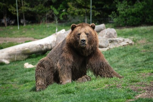 A large brown bear sits on green grass, with a log and trees in the background.