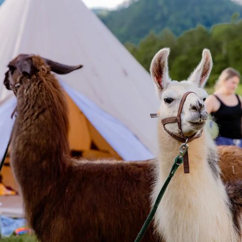 Two llamas in a grassy area, with a tent in the background and a person partially visible.