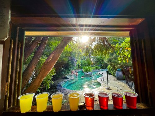 A sunny view from a window showcasing colorful drinks lined up, with a lush garden and pool in the background.