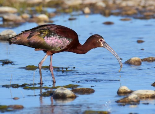 A bird with iridescent plumage stands in shallow water, catching a fish among rocks and greenery.