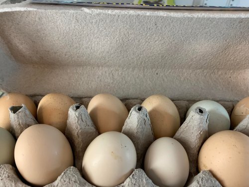 A carton of eggs with various shades of brown and green, resting in a cardboard egg tray.