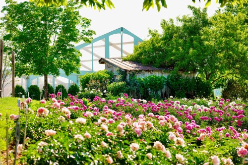 A vibrant garden filled with blooming flowers, a rustic shed, and lush greenery under a clear sky.