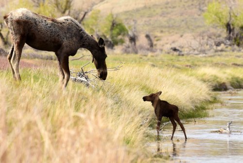 A moose stands near a stream, watching a young calf wading in the water among tall grass.