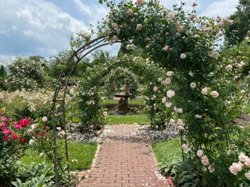 A garden path lined with blooming rose arches leads to a fountain surrounded by lush greenery and flowers.