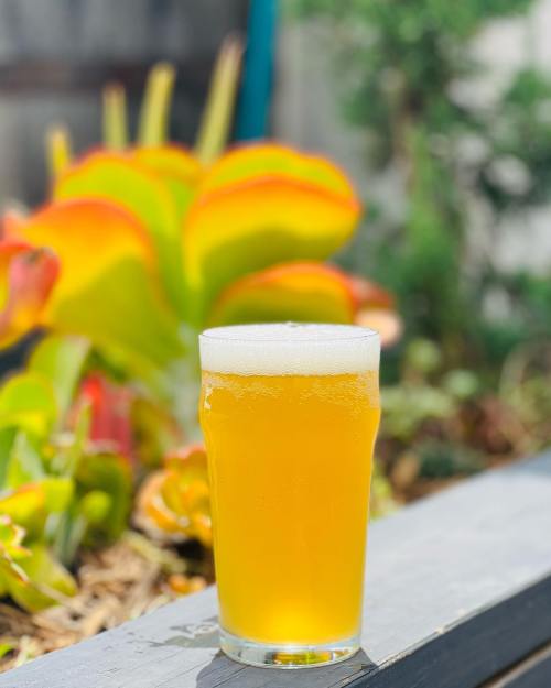 A glass of golden beer sits on a wooden surface, with vibrant green and orange plants blurred in the background.