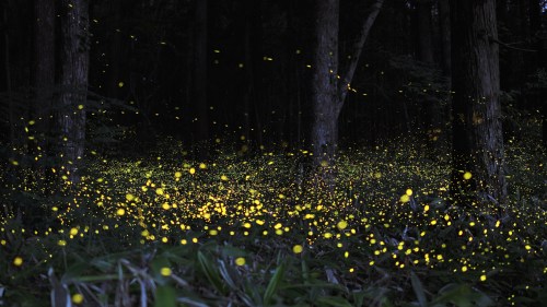 A dark forest illuminated by countless glowing fireflies, creating a magical, twinkling effect among the trees.