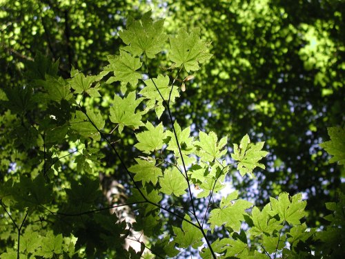 Sunlight filters through green maple leaves, creating a vibrant canopy against a bright blue sky.