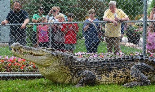 A large crocodile rests near a flower bed while a group of people watches from behind a fence.