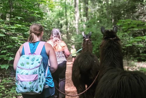 Two people walk along a forest path, leading llamas through lush greenery.