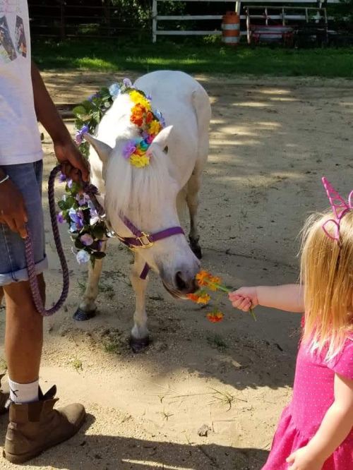 A child in a pink dress offers flowers to a decorated pony, while an adult holds the pony's lead.