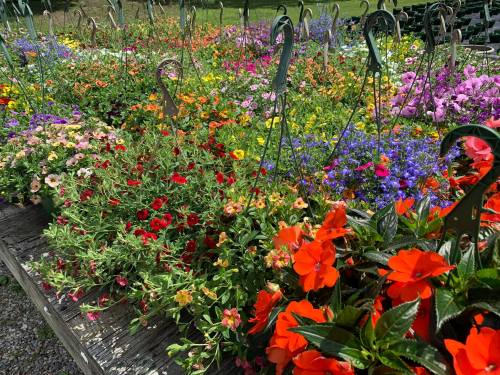 A vibrant display of colorful flowers in various shades, arranged in hanging baskets on a wooden surface.